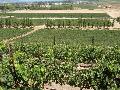 California Grapes / Vitis vinifera 